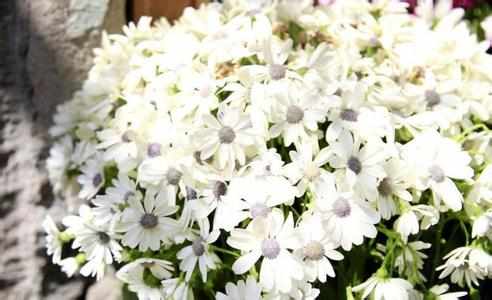 孕妇梦见白花