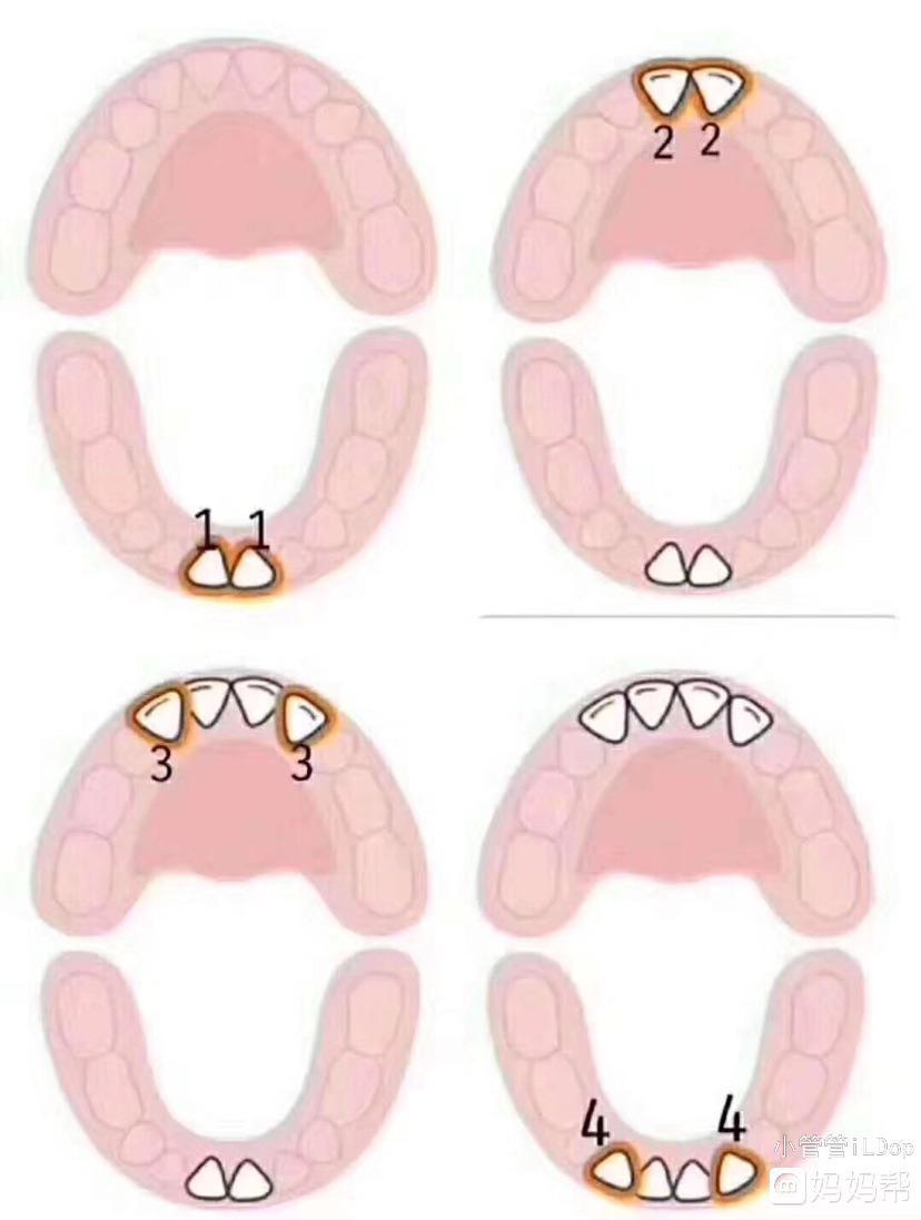 宝宝长牙的顺序