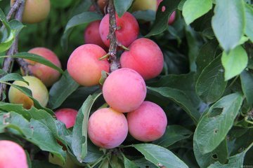 产妇能吃栗子吗月子里