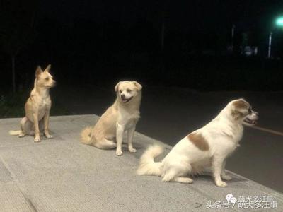 母狗起名
