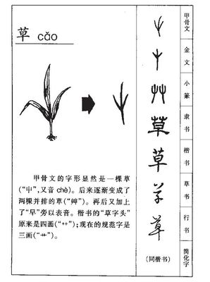 草的五行