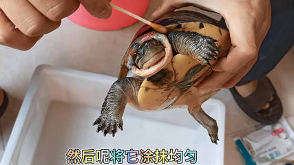 乌龟伤口怎么处理方法