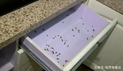 厨房都是蟑螂
