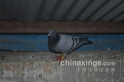 母鸽怎么反抗