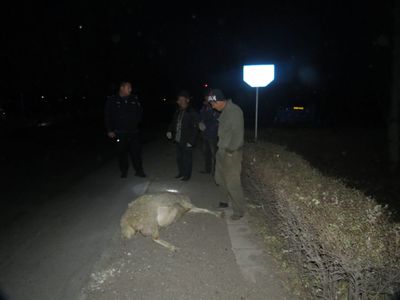 开车撞死羊后逃构成犯罪吗
