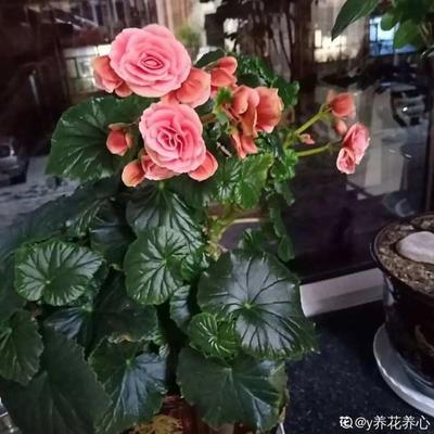 长寿冠海棠花的寓意及其寿命