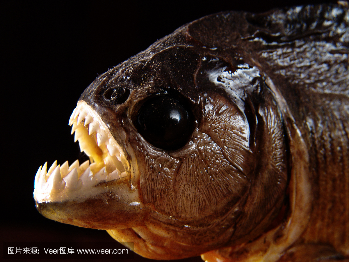 巴西亚马逊,装有锯齿状锋利牙齿的食人鱼标本