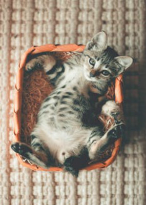 梦见一只怀孕的猫