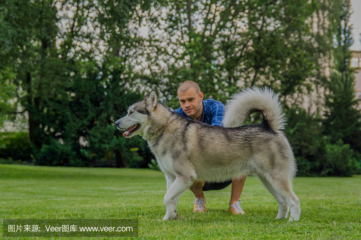 快乐的主人在训练他的阿拉斯加雪橇犬