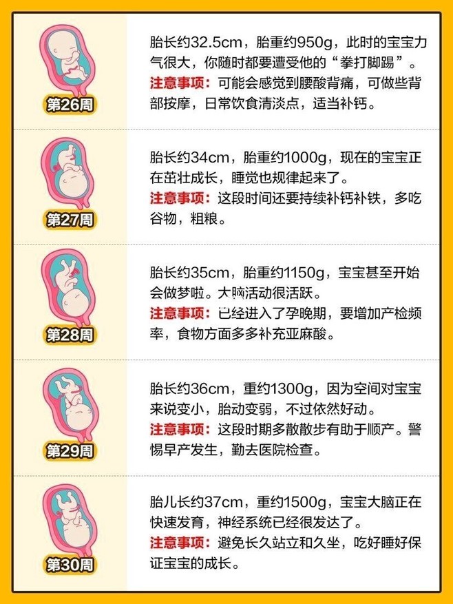 怀孕胎儿大小对照表
