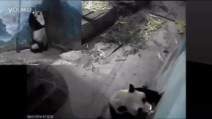 孕妇梦见傻子是胎梦吗