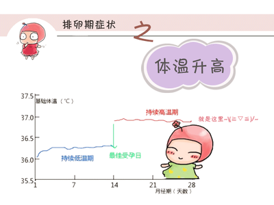 排卵期的推算