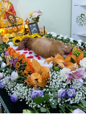 宠物殡葬需要什么手续