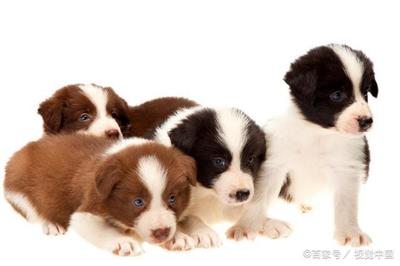 打完狂犬疫苗多久可以怀孕