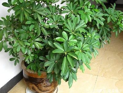 厨房种植什么什么花好