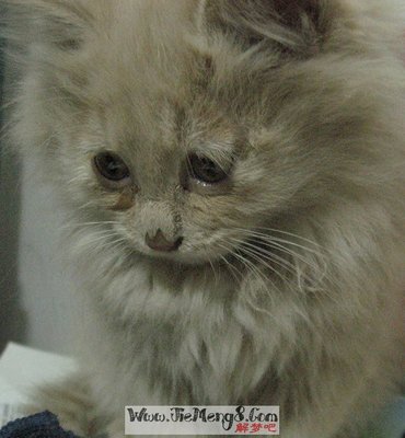 解梦 猫