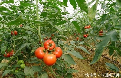 缺钾是怎么回事