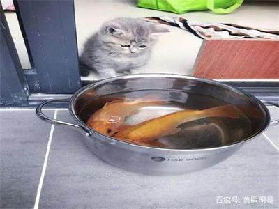 猫怎么吃鱼