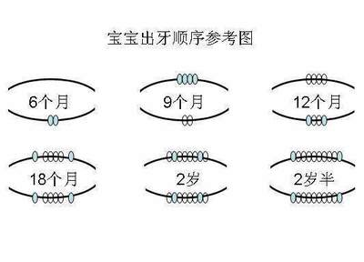 宝宝长牙的顺序