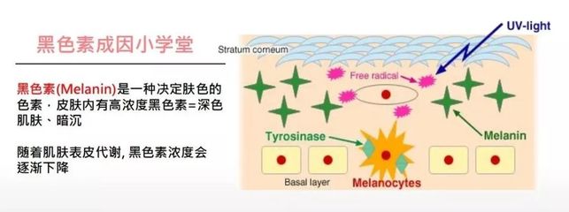 皮肤美白的原理