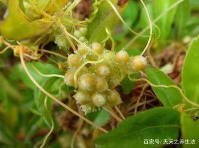 菟丝子孕妇可以吃吗