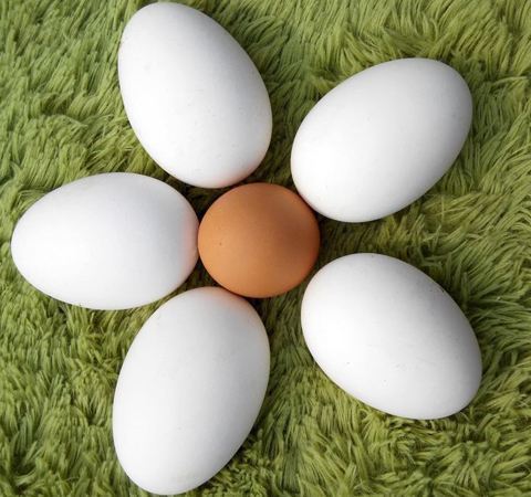 儿童长期吃鹅蛋的好处