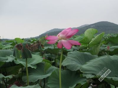 采莲曲的芙蓉是指