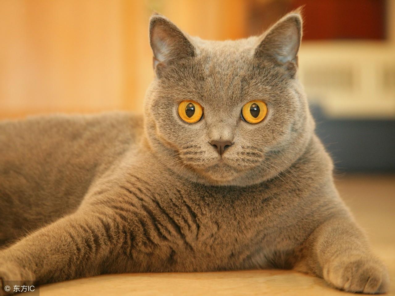 梦见被猫咬一口