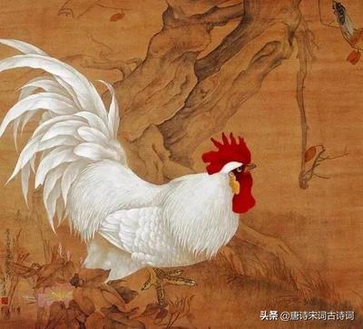 鸡的句子