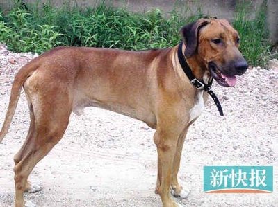 非洲猎狮犬多少钱