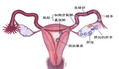 排卵期出血和月经的区别