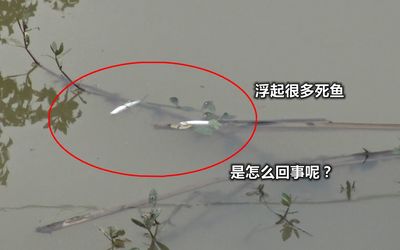 梦见钓鱼自己掉水里了