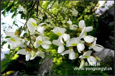 孕妇能吃槐花饼吗