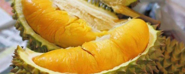 怀孕四个月能吃榴莲吗