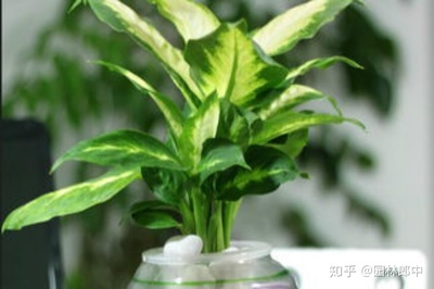 属龙摆放什么植物旺财