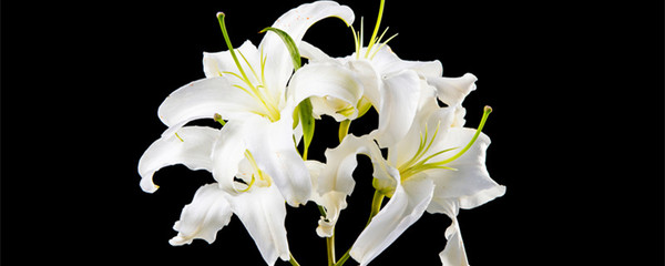 百合英文名