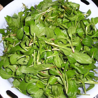 孕妇能吃马兰头吗