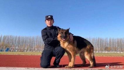 警犬起名