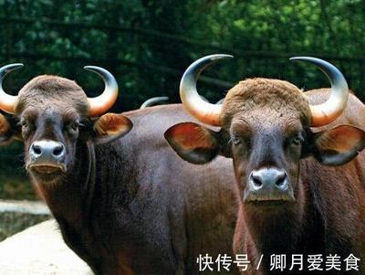 牛年是哪几年今年多大