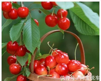 坐月子能吃樱桃吗