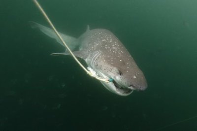 <strong><mark>arowana</mark></strong> in Qachas Nek : The Majestic <strong><mark>arowana</mark></strong>: A Guide to Finding and Appreciating this Exotic Fish in Qachas Nek