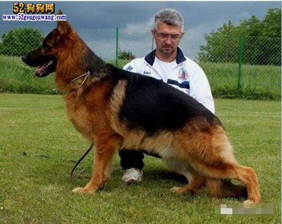 德国牧羊犬起名字大全