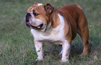 斗牛犬霸气名字大全