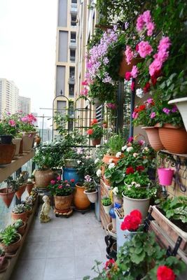 阳台花园打造