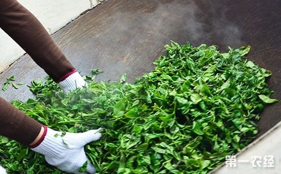 茶叶杀青是什么意思