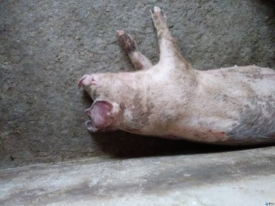 伪狂犬怎么治疗