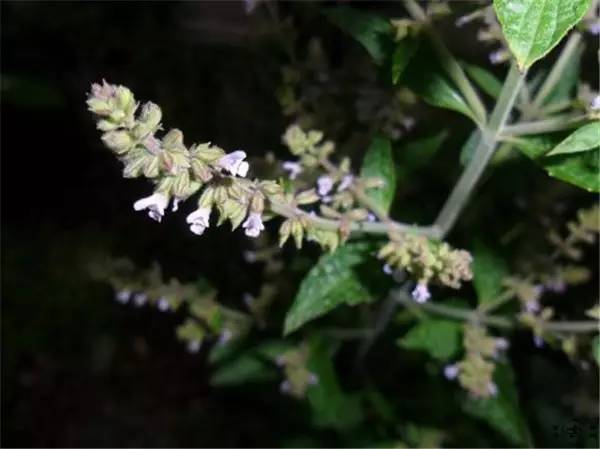 好听的中草药名