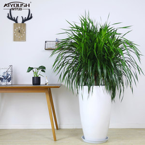 绿植室内盆栽