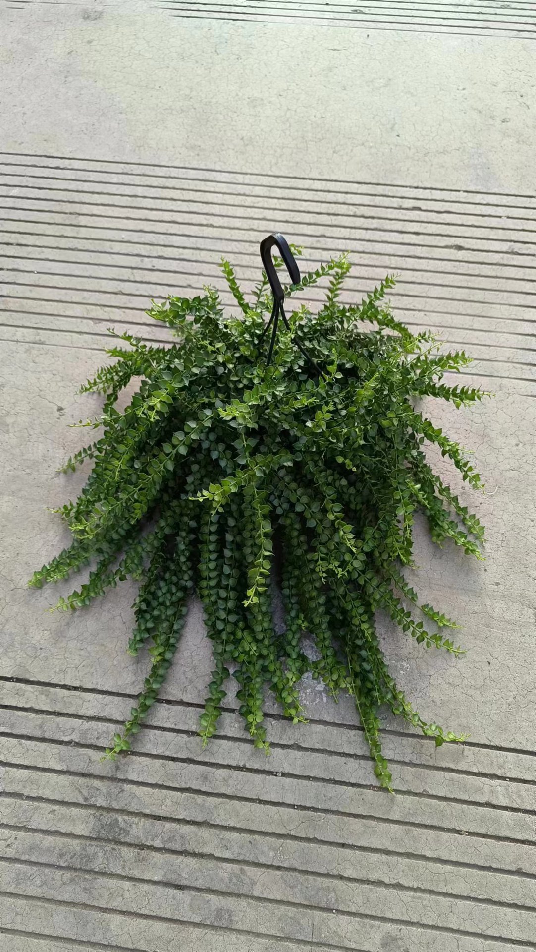 室内垂吊植物