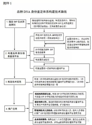 dna鉴定流程